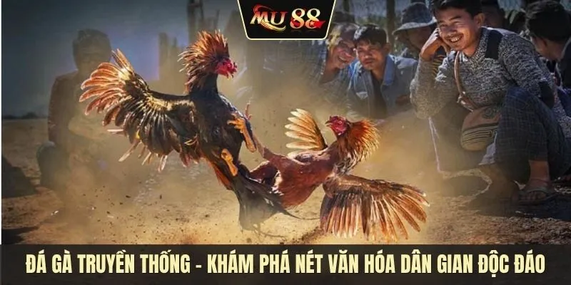 Đá gà truyền thống - Khám phá nét văn hóa dân gian độc đáo