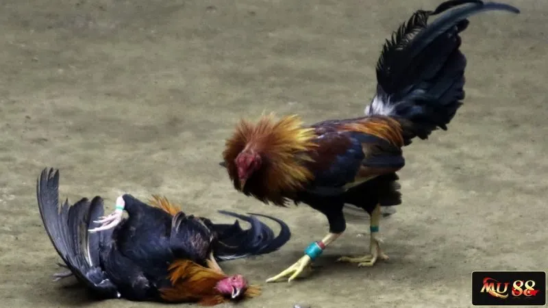 Điểm khác biệt giữa đá gà cựa sắt và cựa dao  