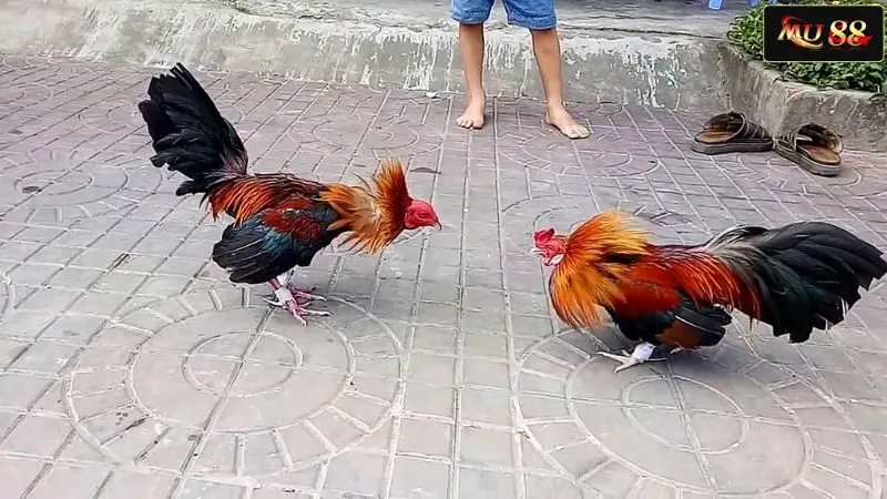 Điểm nổi bật của đá gà hình thức truyền thống Điểm nổi bật của đá gà hình thức truyền thống