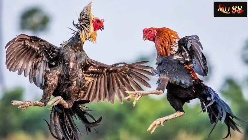 Giới thiệu tổng quan về đá gà truyền thống Giới thiệu tổng quan về đá gà truyền thống