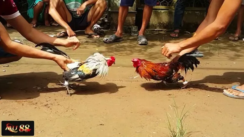 Nên lựa chọn hình thức đá nào?